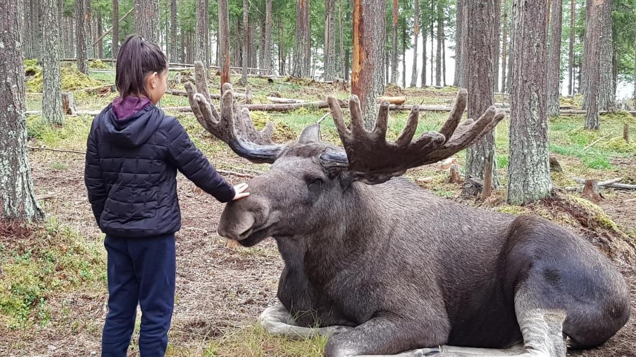 The Friendly Moose Hotel Overtornea Kültér fotó
